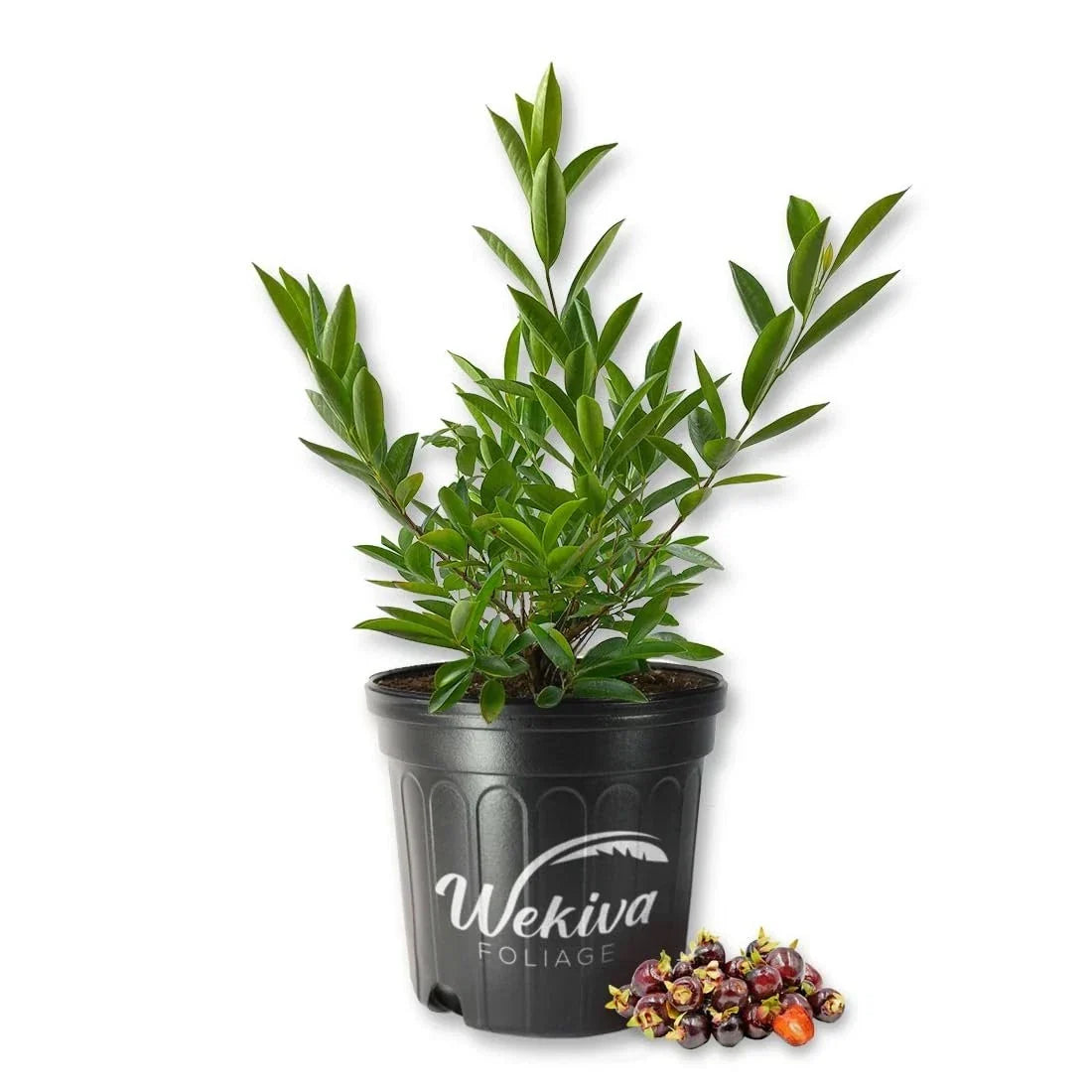 Cherry of The Rio Grande Tree – Live Plant in 3 Gallon Pot – Prunus serotina var. cherry of the Rio Grande – Ornamental Shade Tree