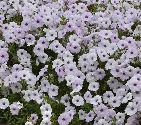 Petunia Seeds 10 Pelleted Tidal Wave Silver Petunia × hybrida Cascading Silver Flowers for Garden & Patio