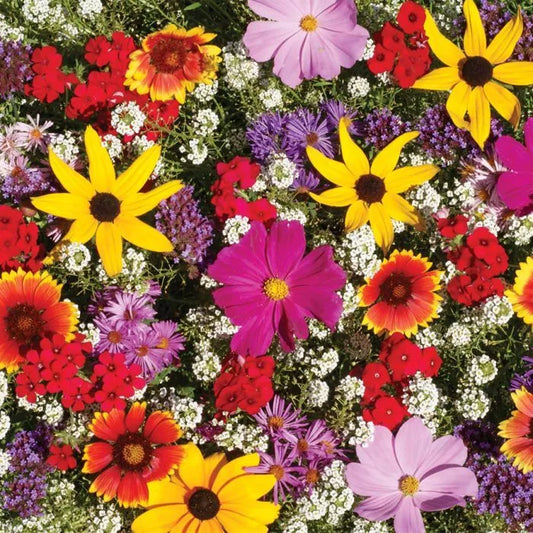 Monarch Butterfly Wildflower Mix Seeds - 100+ Colorful Wildflowers with Milkweed for Pollinator Gardens and Biodiversity