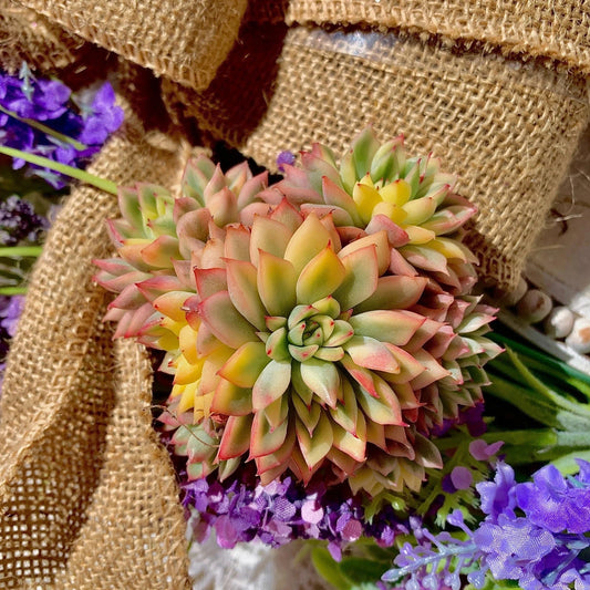 Live Succulent Plant 2.5-3" Echeveria Mebina Variegata Bare Root Rosette for Home Decor & Gifts