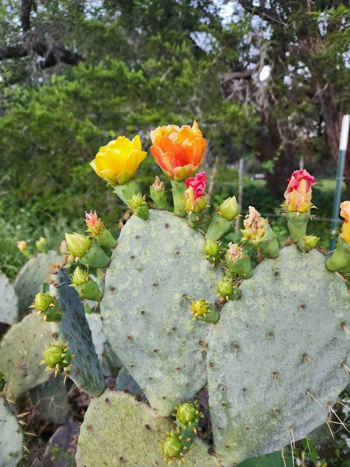 Prickly Pear Cactus Plant - Spiny Succulent Opuntia Ficus-Indica - Hardy Green Cactus for Gardens & Indoor Decor
