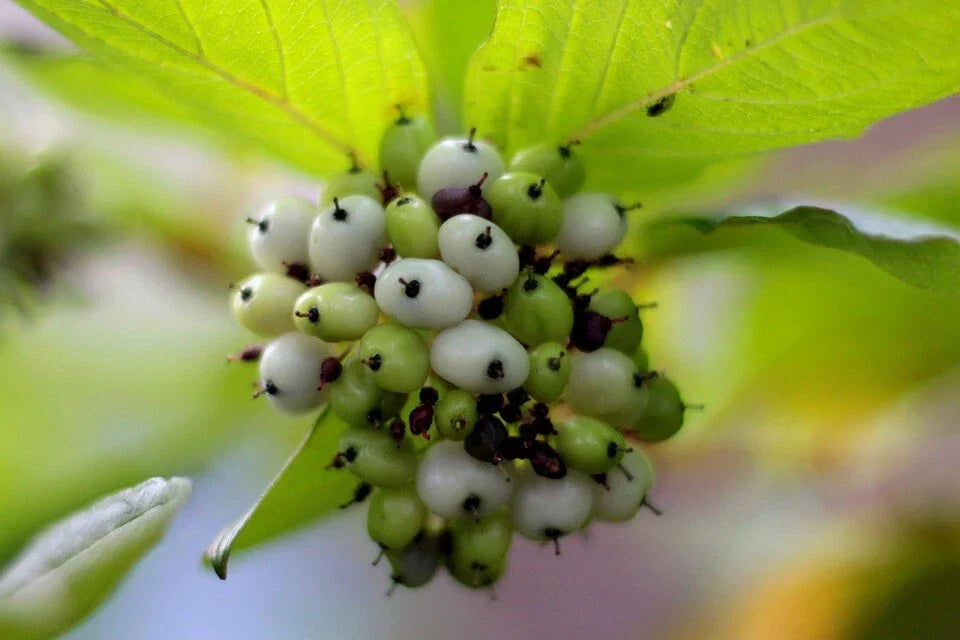 Tatarian Dogwood Seeds - 20 Pack - Cornus alba - Hardy Shrub for Landscaping, Wildlife Gardens, White Flowers, Red Stems