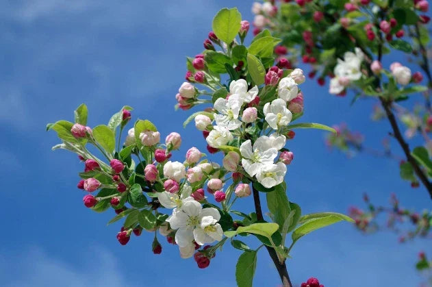 Pink Lady Apple Tree - 6ft Live Outdoor Plant - Malus domestica - Fruit Tree for Garden, Orchard, and Landscaping