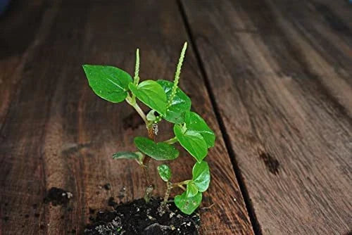 Crab Claw Seeds 1000+ Peperomia Pellucida Rau Cang Cua Herb Plant Seeds