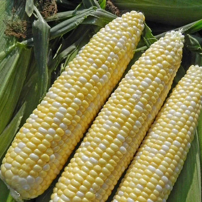 Sweet Corn Seed Pack - Enchanted Variety - Non-GMO Zea Mays - Fresh, High Germination, Home Garden, Summer Harvest