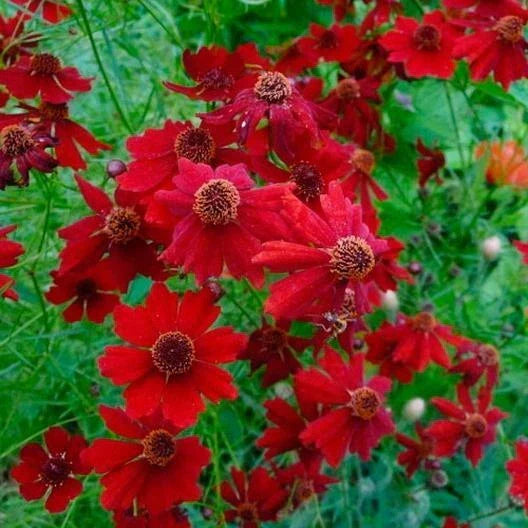 Coreopsis Seeds 500 Count Plains Tall Red Heirloom Non-GMO Pollinator Friendly Deer Resistant Perennial