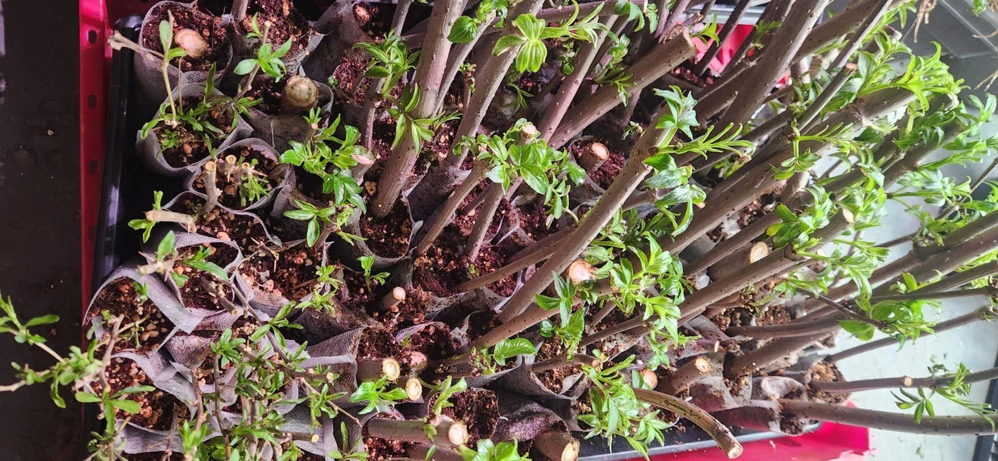 Elderberry Cuttings 10 Unrooted Sambucus Bush Plants Organic High-Yield Varieties for Gardening