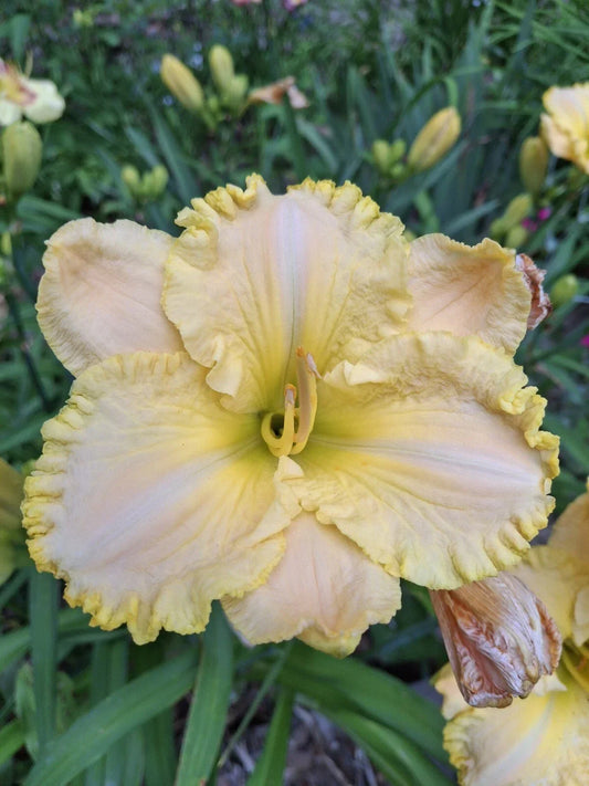 Hemerocallis Daylily Starter Plant - 1 Fan Bareroot - Super Ruffled Lace - Perennial Flowering Plant for Garden, Pollinator Attractant