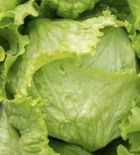 Iceberg Lettuce Seeds - Pack of 1000+ Heirloom Vegetable Seeds for Salad, Lactuca sativa, Crisp, Fast-Growing, Non-GMO