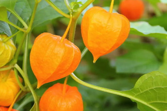 Ground Cherry Seeds 50 NON-GMO Physalis pruinosa Cape Gooseberry Chinese Lantern Fruit