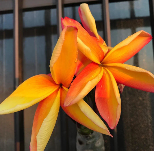Kapunakea Maui Plumeria Cutting - Red/Orange Petals - Mid Cut Frangipani Plant (Plumeria rubra) for Gardens & Indoor