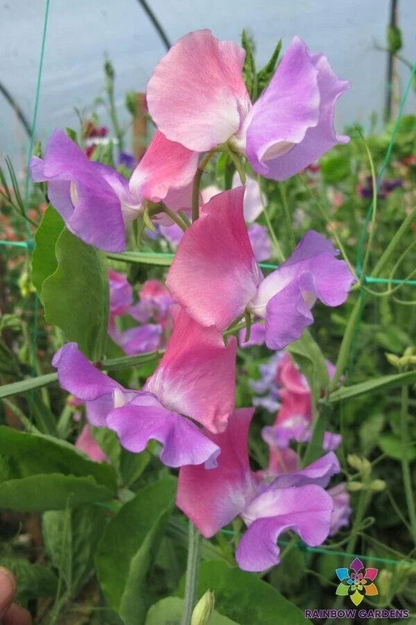 Ella Mountbatten Sweet Pea Seeds - Heirloom Lathyrus odoratus Climbing Vine, Fragrant Flowers, Full Sun, USA Grown, Free Shipping