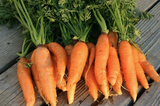 Organic Danvers Half Long Carrot Seeds - Heirloom Non-GMO Vegetable for Home Gardening, 100 Count