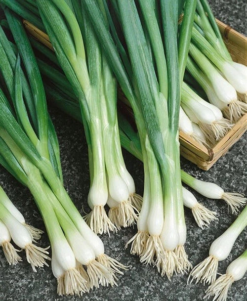 Bunching Onion Seeds - White Lisbon - 100 to 2000 Seeds - Allium fistulosum - Green Scallions for Spring Salad Garden