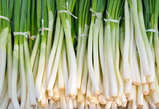 Nebuka Onion Seeds 200+ Count - Allium fistulosum Evergreen Bunching Vegetable Seeds for Home Garden & Container Planting