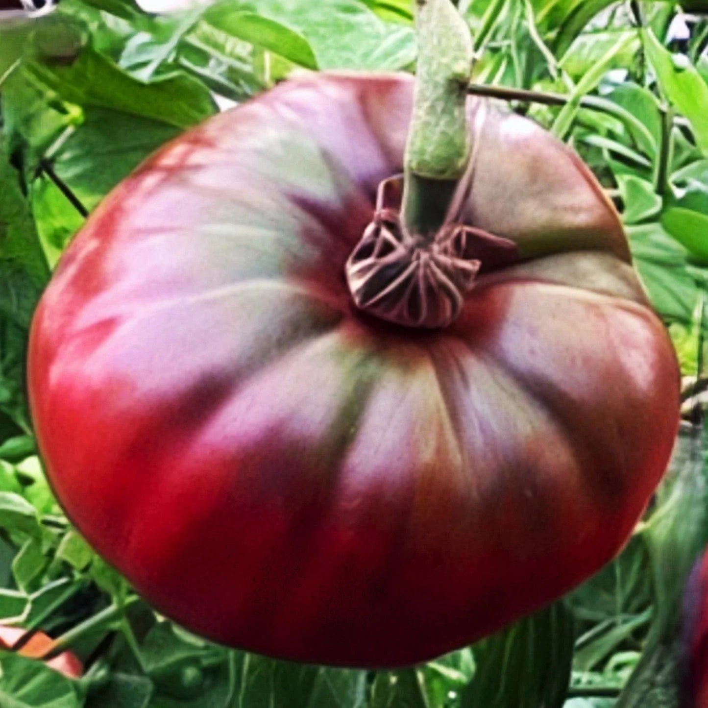 Cherokee Purple Tomato Seeds - Heirloom Solanum lycopersicum, Large Juicy Purple Beefsteak, Non-GMO, Container Friendly, 25 Seeds