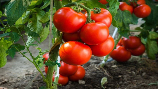 Jersey Tomato Seeds - Organic NON-GMO Heirloom Beefsteak Solanum lycopersicum for Home Garden, Juicy, Large Fruit, Easy to Grow