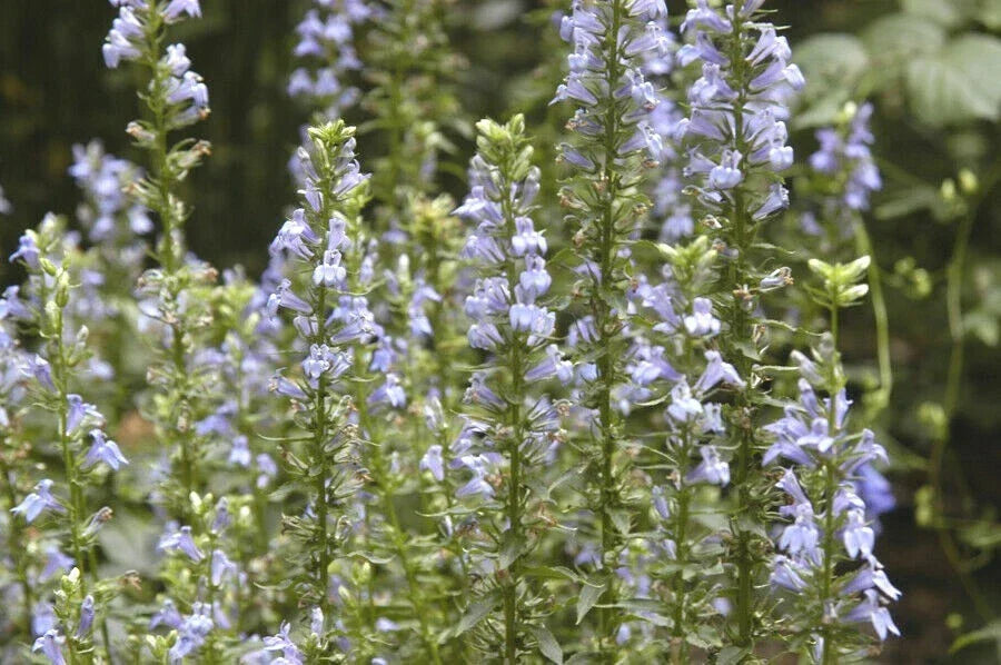 Great Blue Lobelia Seeds - 301+ Pack - Native Wildflower for Shade Gardens - Lobelia siphilitica - Ideal for Poor Soils