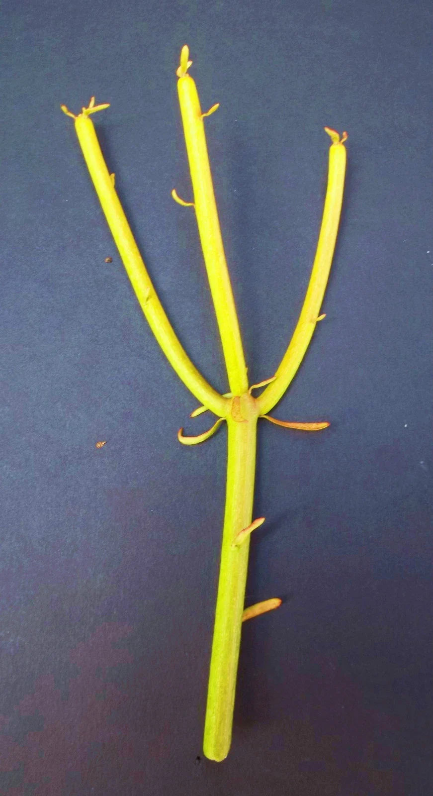 Euphorbia Tirucalli Cuttings | Pencil Cactus Plant | Fire Stick Flame Succulent | Easy Care Indoor Outdoor Garden Plant