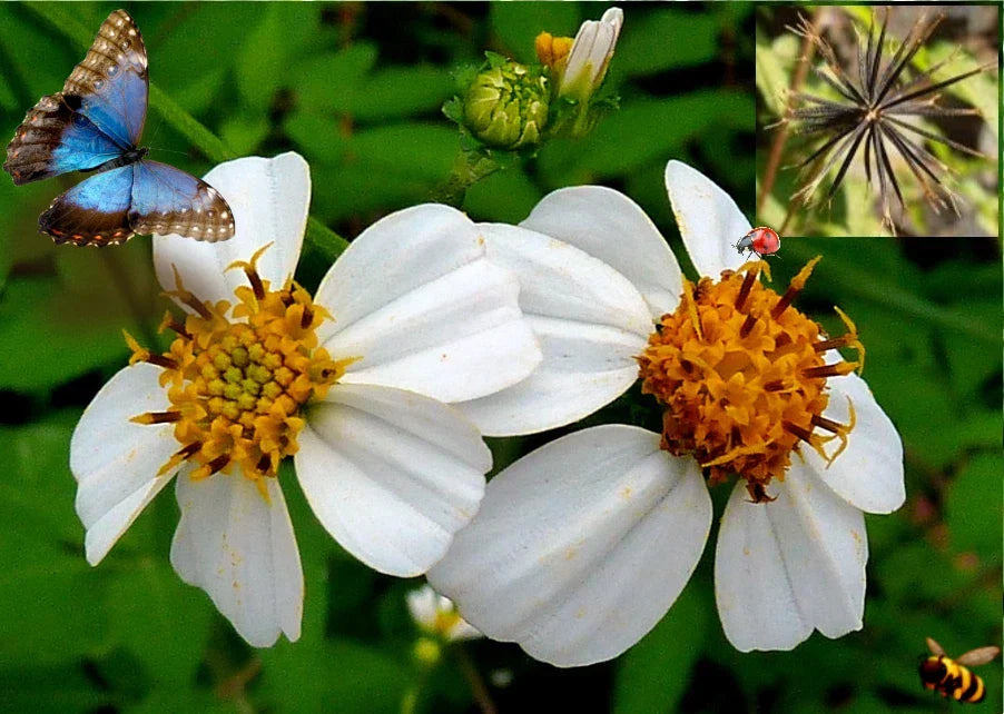 Spanish Needle Seeds Pack of 50+ Biden alba Beggar's Tick, Black Jack, Blur Marigold, Attracts Pollinators, Easy to Grow