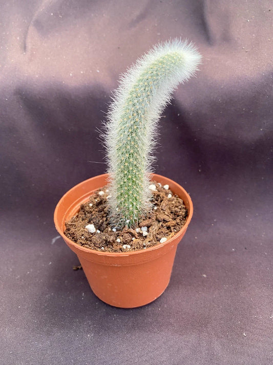 Monkey Tail Cactus Plant - 3" Pot - Cleistocactus colademononis - Unique Spiky Green Succulent for Indoor Decor