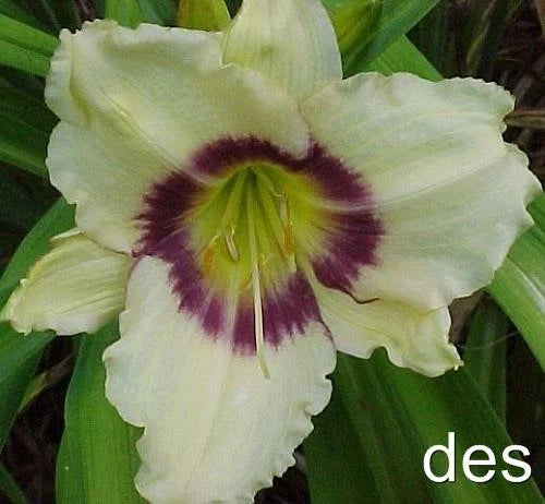 Daylily Plants 3 Pack Pandora's Box Ivory Purple Eye Hemerocallis Perennial Flowering Garden Plants