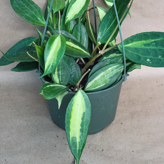 Hoya Macrophylla 'Reverse Pot of Gold' Variegated Indoor Plant – Rare 4” Live Houseplant for Bright or Low Light