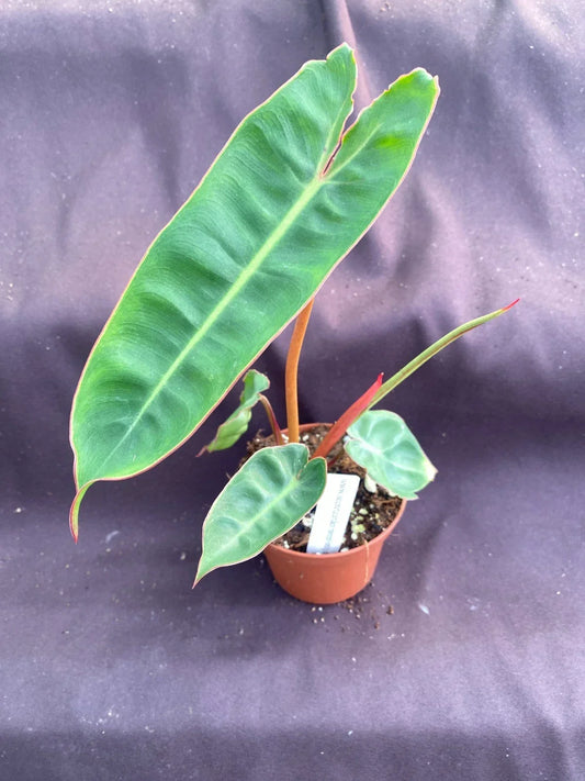 Philodendron Billietiae Rooted Plant in 3" Pot | Tropical Indoor Houseplant with Unique Elongated Foliage | Philodendron billietiae