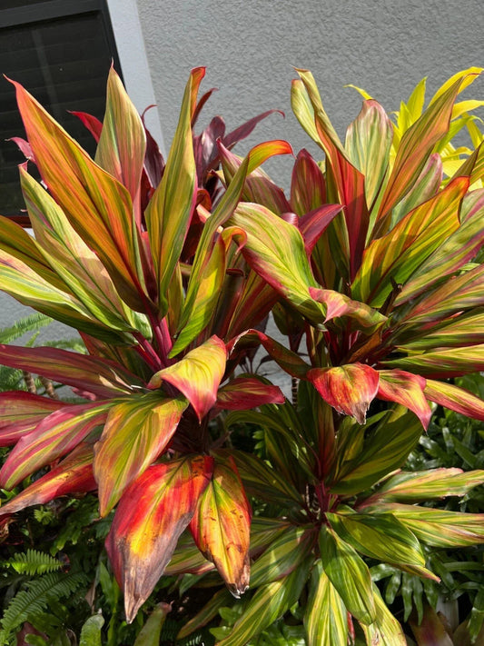 Hawaiian Ti Plant 4" Pot - Cordyline Fruticosa Harlequin - Multicolored Foliage Indoor Outdoor Good Luck Plant