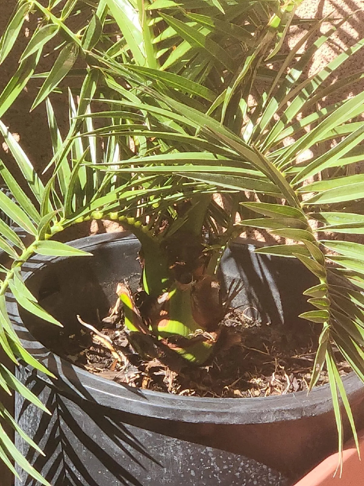 Canary Island Date Palm Tree - 38+ Inch Potted Phoenix Canariensis - Tropical Indoor/Outdoor Plant for Landscaping