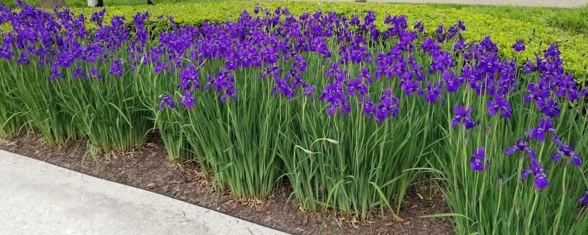 Siberian Iris Plant – Bright Purple Blooms – Large Clump – Iris sibirica – Live Garden Perennial (25+ Plants)