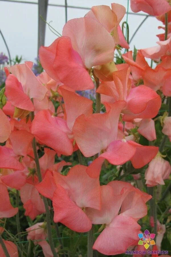 Candyfloss Sweet Pea Seeds - 50+ Pack, Lathyrus odoratus, Fragrant Pastel Flowers, Climbing Annual Vine for Garden, Containers, USA