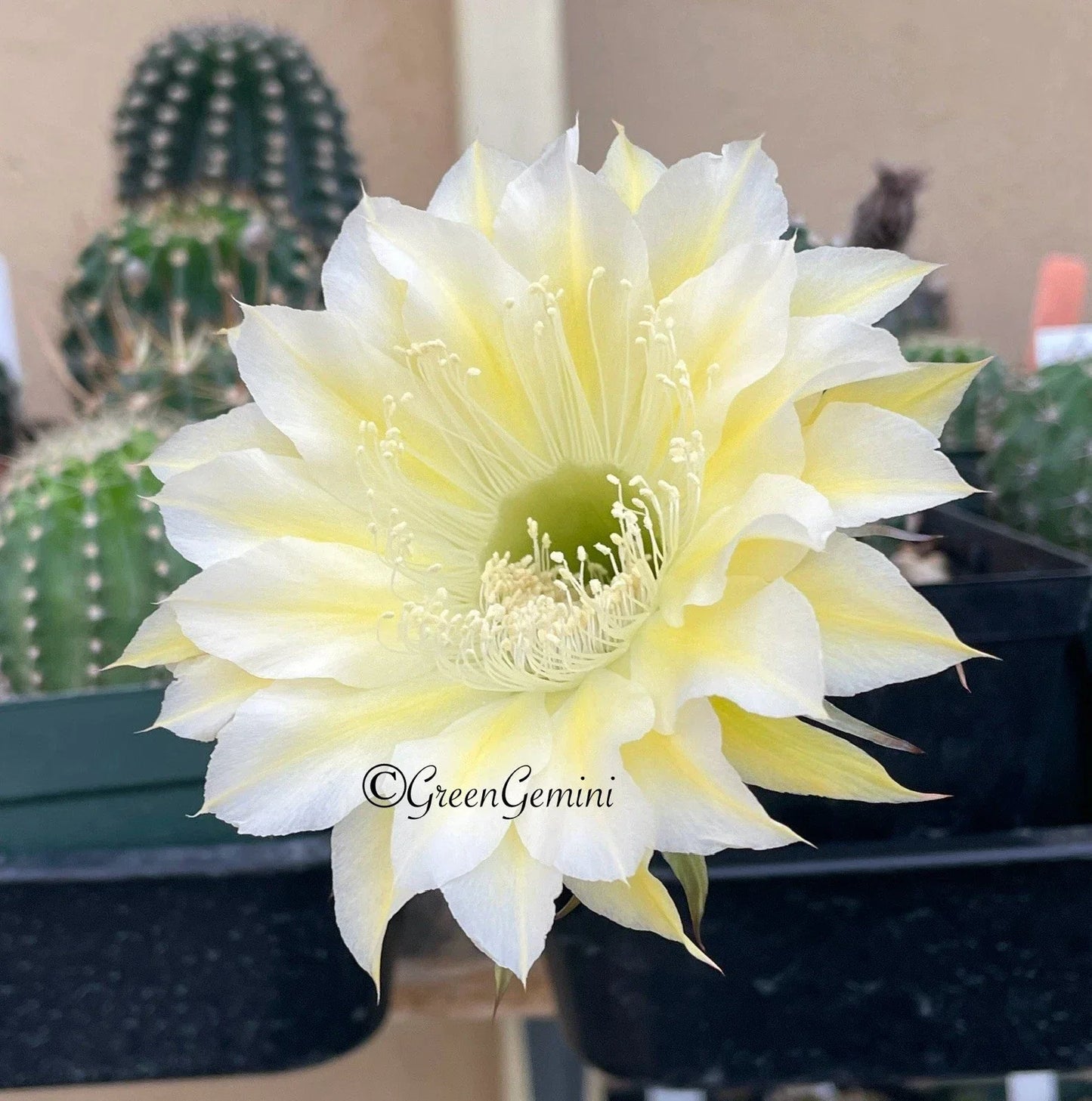 Echinopsis Bourne Lace Cactus Succulent Rooted Pups - Indoor Decorative Hybrid Plant, European Varieties