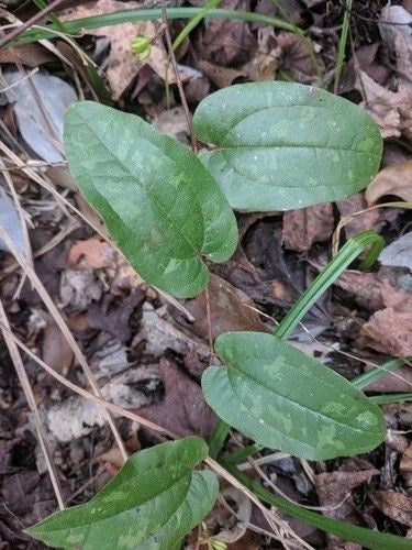Sarsaparilla Vine Live Rooted 5-Pack Smilax spp. Climbing Native Plant for Woodland Gardens