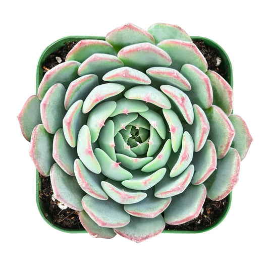 Live Fresh Echeveria Minima Succulent in 2-Inch Pot, Fully Rooted Rosette Plant for Indoor Decor, Low Maintenance Houseplant