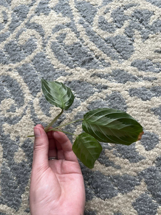 Maranta Silver Band Cutting – Rare Tropical Plant with Silver Band Foliage – Maranta leuconeura Var. 'Silver Band'