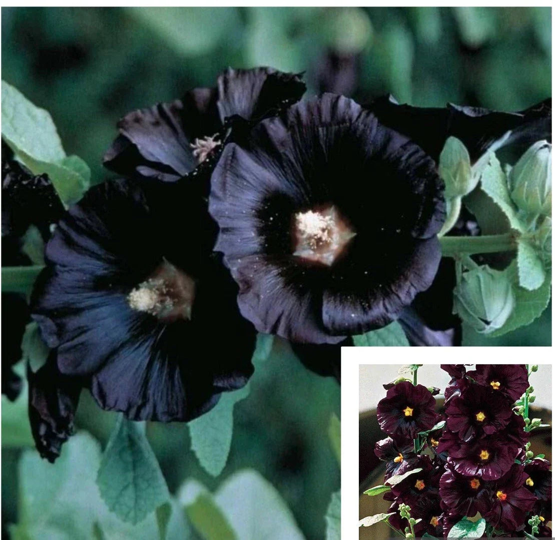 Black Hollyhock Flower Seeds - 25+ Seeds, Alcea rosea, Perennial Garden Flowers, Vibrant Blooms, Attract Pollinators, Full Sun, Well-Drained Soil