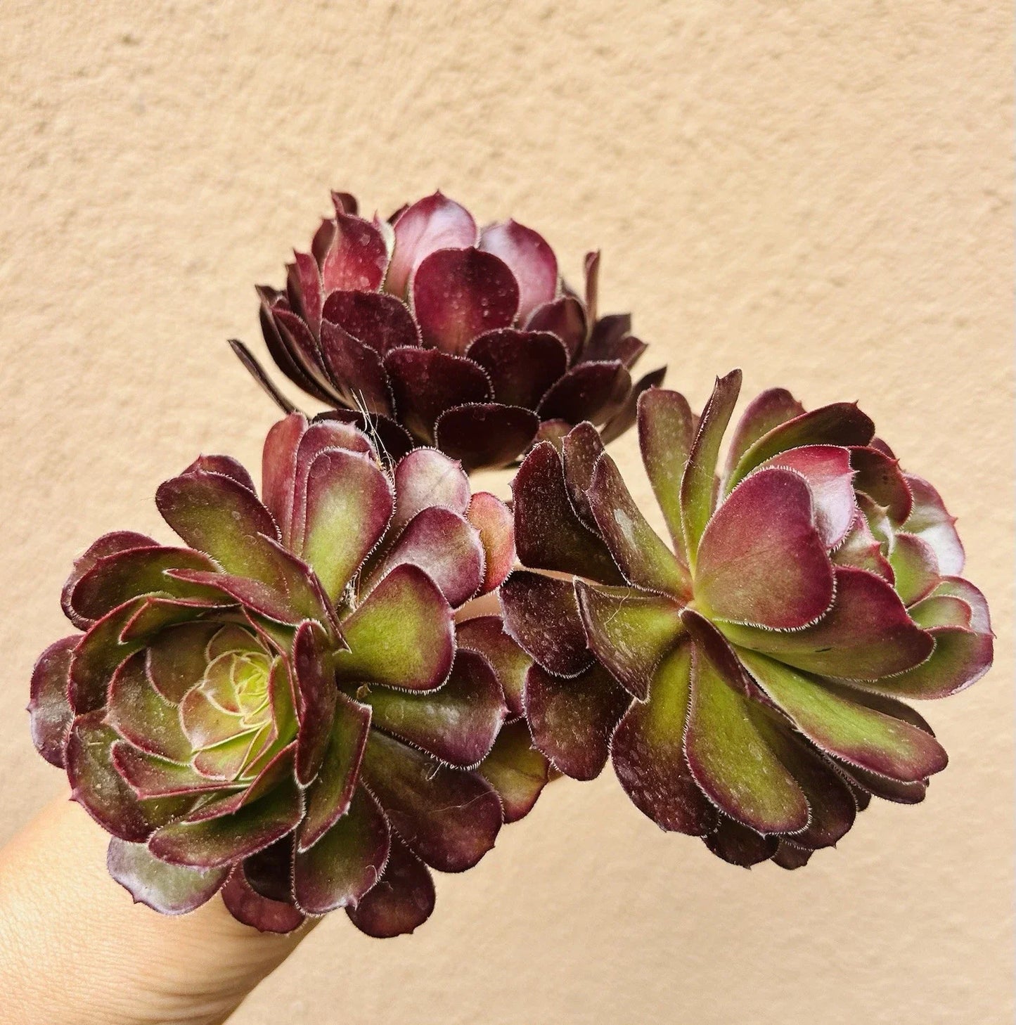 Aeonium Voodoo Cutting - 4-Inch Rare Succulent with Dark Purple Color - Unique Aeonium for Plant Collectors