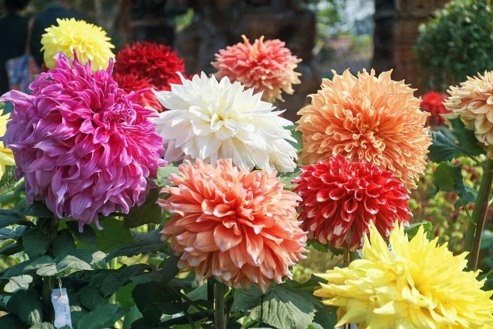 Dahlia Flower Seeds 30 Pack Showtime Showpiece Mixed Colors Dahlia pinnata USA Grown Garden Plants
