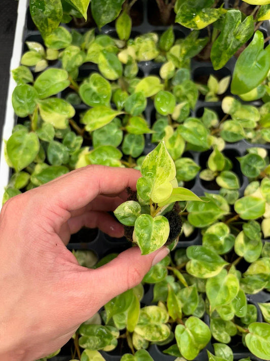 Philodendron Billietiae Variegated Starter Plug | Rare Indoor Tropical Houseplant | Unique Color Variation