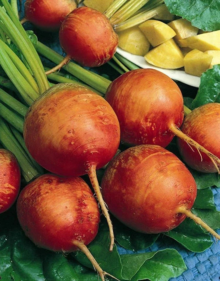 Golden Detroit Beet Seeds - Non-GMO Heirloom Beta vulgaris for Planting, Full Sun, 200 Seeds