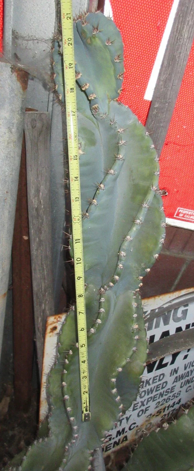 Columnar Cactus Cutting 21" Monstrose Cereus Peruvianus Spiralis Succulent Plant Desert Garden