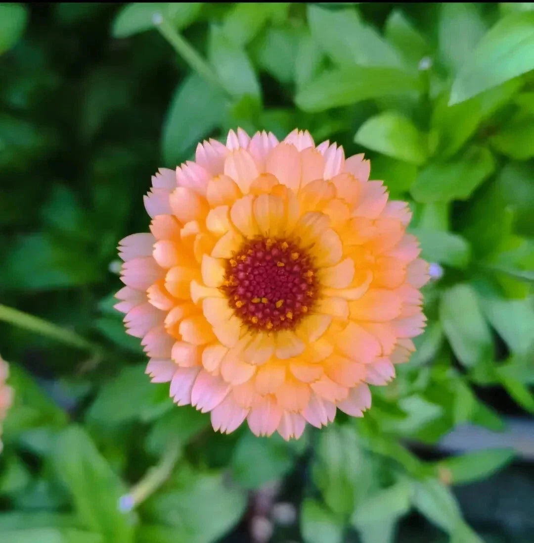 Pink Surprise Marigold Seeds - Tagetes erecta, Annual Garden Flowers, Bright Pink Blooms, Attract Pollinators, 25+ Seeds, USA Free Shipping