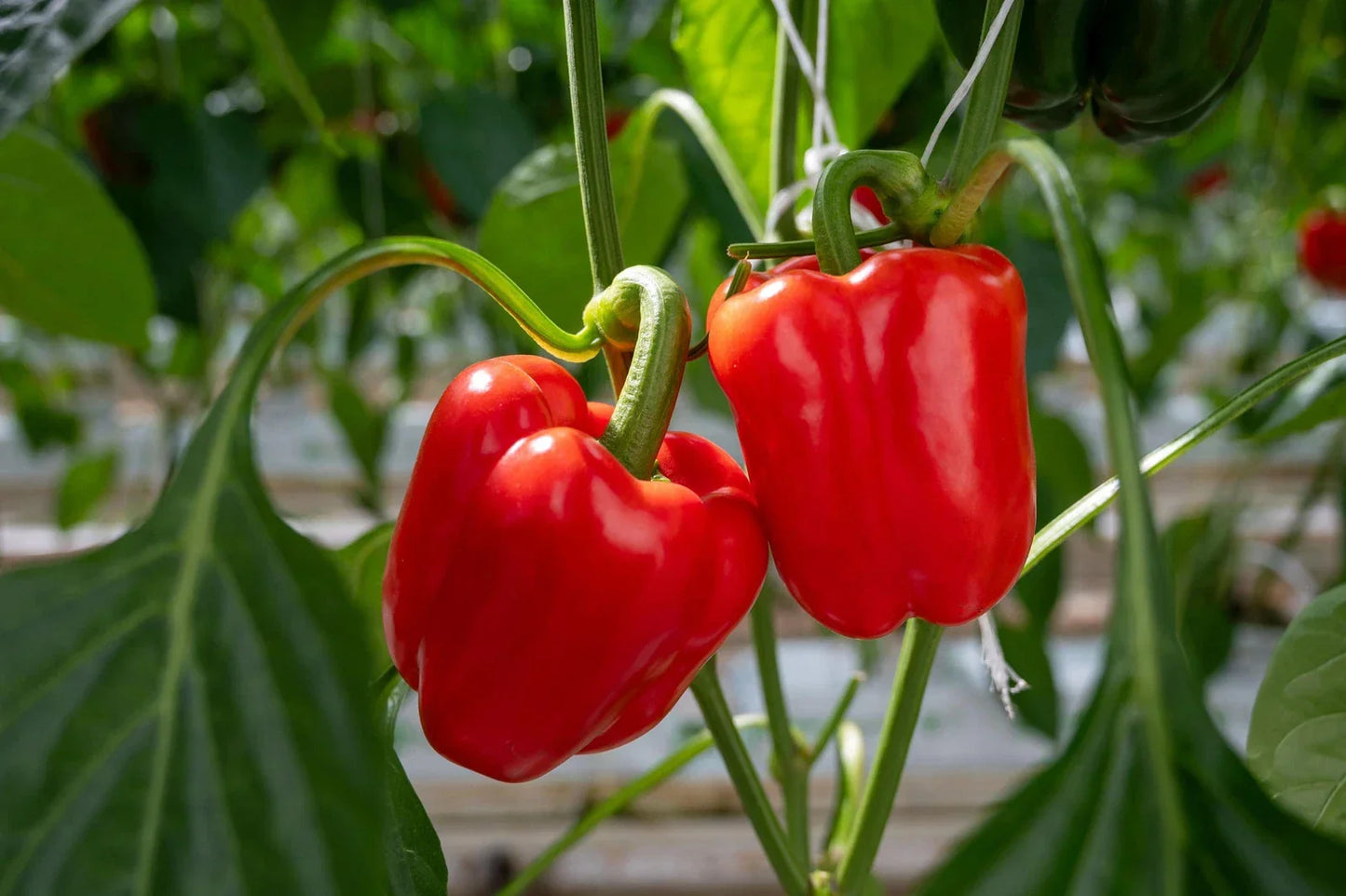 California Wonder Pepper Seeds - Non-GMO Heirloom Capsicum annuum for Garden, Container, and Cooking