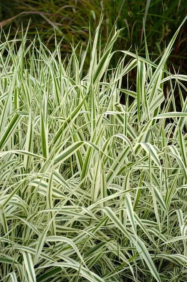 Strawberry & Cream Ribbon Grass Root Divisions – 8 Plants for Sun or Shade – Phalaris arundinacea – Pond, Border, Garden Foliage