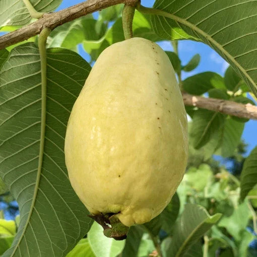 Egyptian Yellow Guava Seeds - Psidium guajava Fruit Tree Pack of 50+ for Garden, Tropical, Non-GMO, Fast Shipping