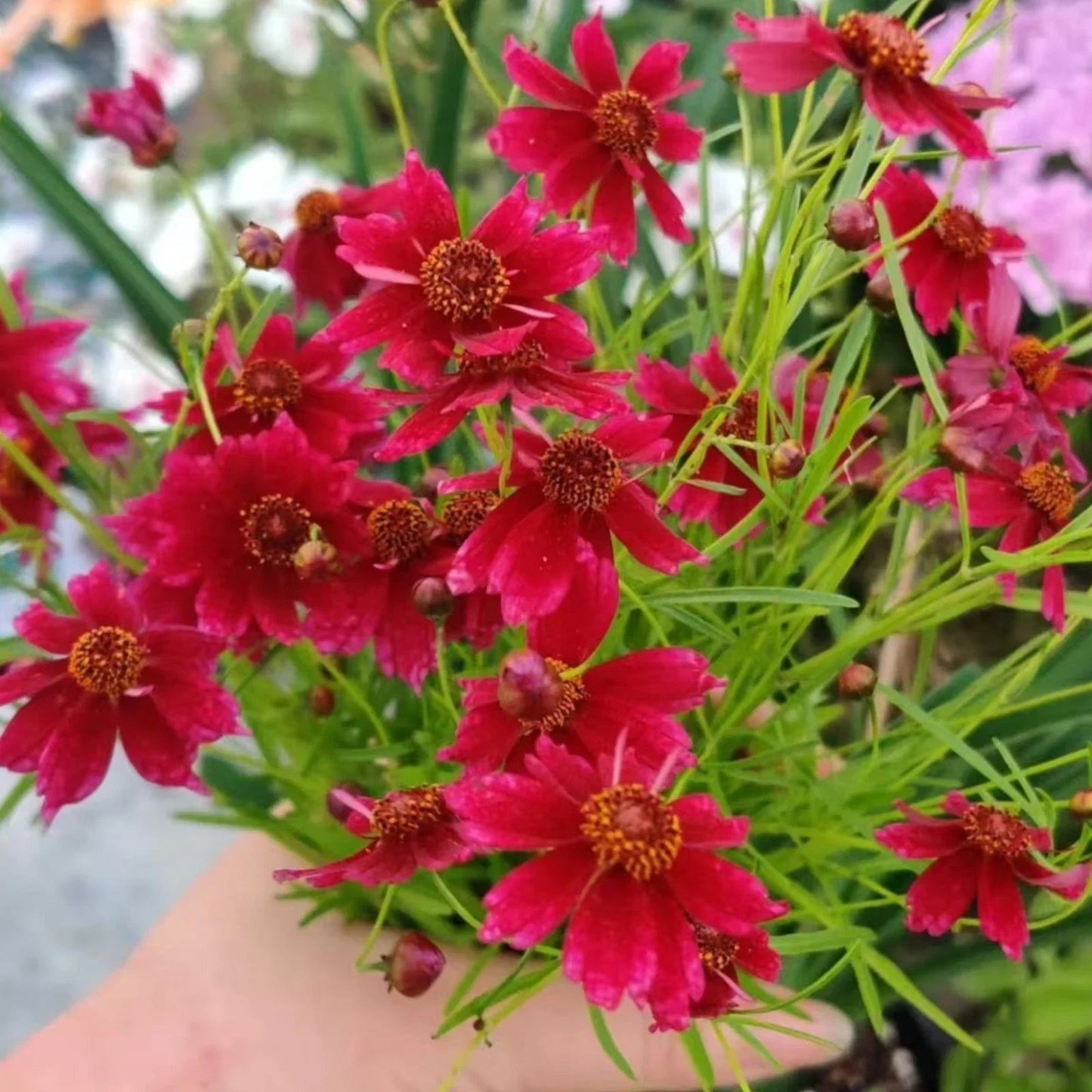 Coreopsis Seeds - 100 Tall Red Plains - Vibrant Wildflower Seeds for Gardens - Coreopsis tinctoria