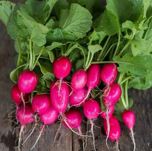 Lady Slipper Radish Seeds - Red Pink Daikon, Organic Raphanus sativus, Heirloom Vegetable Seeds for Home Gardening
