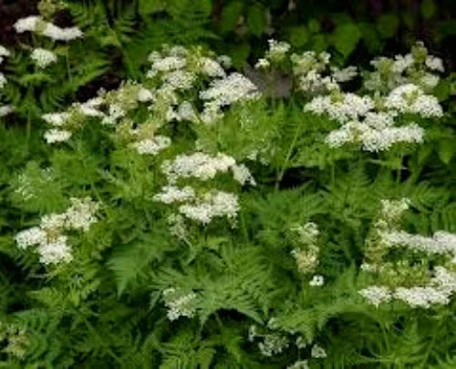 Organic Anise Seeds 100 Pack Pimpinella anisum Herb Seeds for Culinary & Herbal Gardens