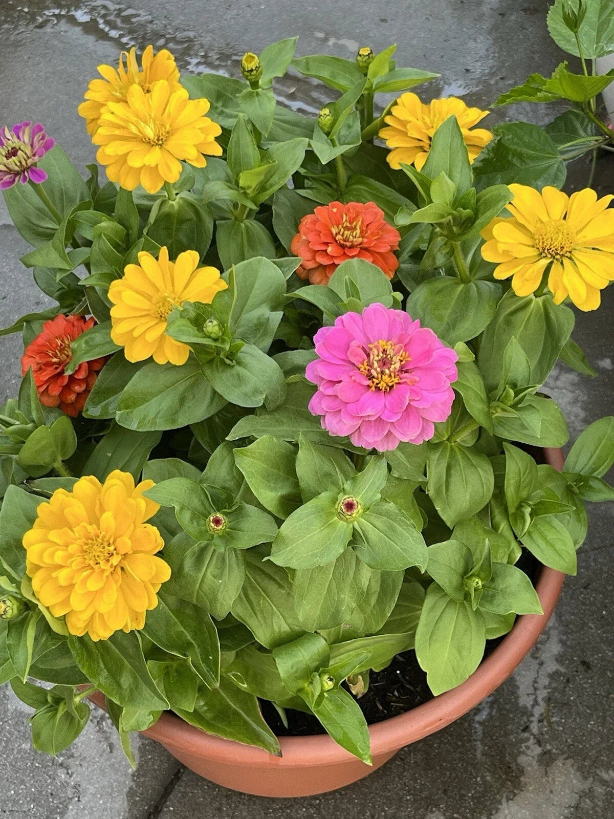 Dahlia Flowered Zinnia Seeds - 100+ Non-GMO Mix for Attracting Butterflies & Bees - Zinnia elegans Seed Packet